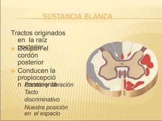 Tractos originados
en la raíz
posterior.
 Ocupan el
cordón
posterior
 Conducen la
propiocepció
n consciente
›
›
›
Presión y vibración
Tacto
discriminativo
Nuestra posición
en el espacio
 