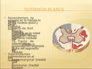  Ascendentes: no
hacen
sinapsis en la médula lo
hacen
en los núcleos gracil y
cuneatus
en el
bulbo.
› Tracto de Goll
(medial):
lleva la
propiocepción
originada en la mitad
inferior
del cuerpo, debajo
del
›
segmento medular
T6. Tracto de
Burdach
(lateral): lleva
la
propiocepción originada
por
arriba del segmento
medular
T6
.
 Descendentes:
son
rudimentarios en el
humano
› Septomarginal (medial
a
Goll
)
› Semilunar (medial
Burdach
 
