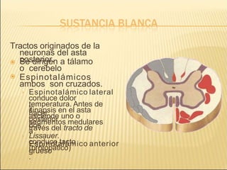 Tractos originados de la
neuronas del asta
posterior.

 Se dirigen a tálamo
o cerebelo
Espinotalámicos
ambos son cruzados.
› Espinotalámico lateral
conduce dolor
y
temperatura. Antes de
hacer
sinapsis en el asta
posterior
asciende uno o
dos
segmentos medulares
a
›
través del tracto de
Lissauer.
Espinotalámico anterior
conduce tacto
grueso
(protopático)
.
 