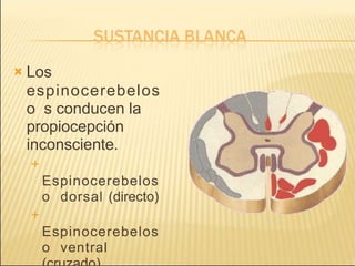  Los
espinocerebelos
o s conducen la
propiocepción
inconsciente.

Espinocerebelos
o dorsal (directo)

Espinocerebelos
o ventral
 