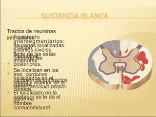 Tractos de neuronas
intercalares
 Fascículo
s
intersegmentarios:
asocian
neuronas localizadas
a
distintos niveles
medulares
tanto de las astas
anteriores


como de las
posteriores.
Se localizan en los
tres cordones
La unión de los tractos
localizados en el
cordón
lateral y anterior se le
conoce

como fascículo propio.
El localizado en la
columna
posterior se le da el
nombre
de
cornucomisural.
 