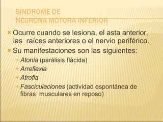  Ocurre cuando se lesiona, el asta anterior,
las raíces anteriores o el nervio periférico.
 Su manifestaciones son las siguientes:
 Atonía (parálisis flácida)
 Arreflexia
 Atrofia
 Fasciculaciones (actividad espontánea de
fibras musculares en reposo)
 
