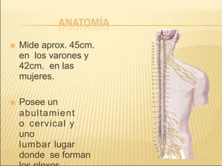  Mide aprox. 45cm.
en los varones y
42cm. en las
mujeres.
 Posee un
abultamient
o cervical y
uno
lumbar lugar
donde se forman
 