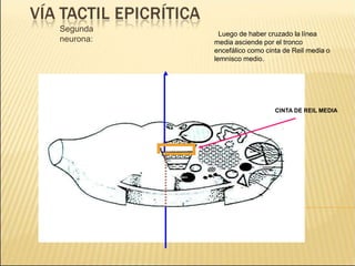 Segunda
neurona:
Luego de haber cruzado la línea
media asciende por el tronco
encefálico como cinta de Reil media o
lemnisco medio.
CINTA DE REIL MEDIA
 