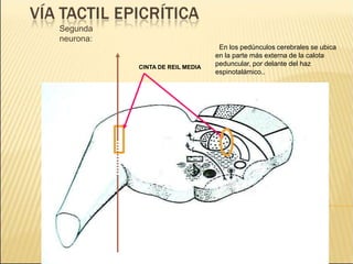Segunda
neurona:
En los pedúnculos cerebrales se ubica
en la parte más externa de la calota
peduncular, por delante del haz
espinotalámico..
CINTA DE REIL MEDIA
 