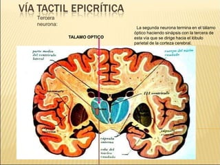 Tercera
neurona:
La segunda neurona termina en el tálamo
óptico haciendo sinápsis con la tercera de
esta vía que se dirige hacia el lóbulo
parietal de la corteza cerebral.
TALAMO OPTICO
 