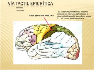 Tercera
neurona:
La tercera neurona termina haciendo
sinapsis con neuronas corticales de la
circunvolución parietal ascendente (áreas
3, 1 y 2 ), área sensitiva primaria
AREA SENSITIVA PRIMARIA
 