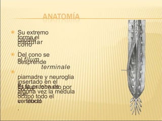  Su extremo
caudal
forma el
cono
medular
.
 Del cono se
desprende

el filum
terminale
.
El filum formado por
piamadre y neuroglia
e
insertado en el
cóccix
es la prueba de
que
alguna vez la médula
ocupó todo el
conducto
vertebral
.
 