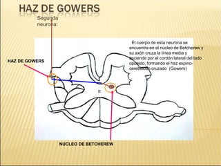 Segunda
neurona:
El cuerpo de esta neurona se
encuentra en el núcleo de Betcherew y
su axón cruza la línea media y
asciende por el cordón lateral del lado
opuesto, formando el haz espino-
cerebeloso cruzado (Gowers)
HAZ DE GOWERS
NUCLEO DE BETCHEREW
 