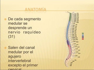  De cada segmento
medular se
desprende un
nervio raquídeo
(31)
 Salen del canal
medular por el
agujero
intervertebral
excepto el primer
 