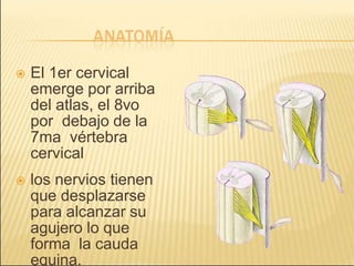  El 1er cervical
emerge por arriba
del atlas, el 8vo
por debajo de la
7ma vértebra
cervical
 los nervios tienen
que desplazarse
para alcanzar su
agujero lo que
forma la cauda
equina.
 