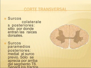  Surcos
colaterale
s posteriores:
sitio por donde
entran las raíces
dorsales.
 Surcos
paramedios
posteriores:
medial al surco
previo. Sólo se
aprecia por arriba
del segmento T6.
 