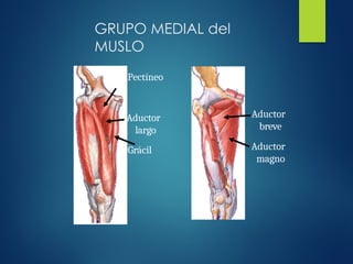 GRUPO MEDIAL del
MUSLO
Pectíneo
Aductor
largo
Grácil
Aductor
breve
Aductor
magno
 