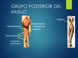 GRUPO POSTERIOR DEL
MUSLO
Semitendinoso
Semimembranoso
Bíceps femoral
(localización
lateral)
Poplíteo
Localizados
medialmente
 