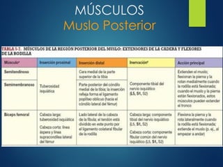 MÚSCULOS
Muslo Posterior
 