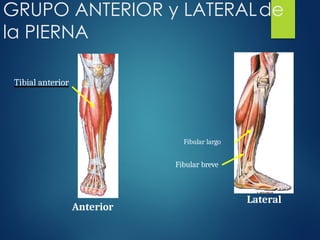 Tibial anterior
GRUPO ANTERIOR y LATERALde
la PIERNA
Fibular largo
Anterior
Lateral
Fibular breve
 