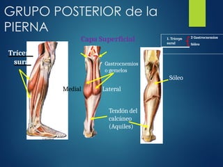 GRUPO POSTERIOR de la
PIERNA
Capa Superficial
Tríceps
sural Gastrocnemios
o gemelos
Sóleo
Medial Lateral
Tendón del
calcáneo
(Aquiles)
1. Tríceps
sural
2 Gastrocnemios
Sóleo
 