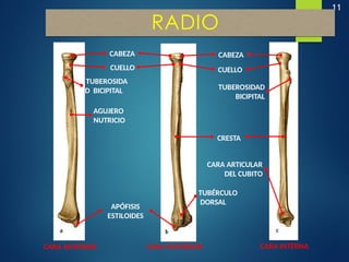 11
RADIO
CABEZA
CUELLO
CABEZA
CUELLO
TUBEROSIDA
D BICIPITAL TUBEROSIDAD
BICIPITAL
AGUJERO
NUTRICIO
APÓFISIS
ESTILOIDES
TUBÉRCULO
DORSAL
CRESTA
CARA ARTICULAR
DEL CUBITO
CARA ANTERIOR CARA POSTERIOR CARA INTERNA
 