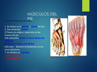 Características generales:
1. Se sitúan en la planta y dorso del pie.
2. Son músculos cortos.
3.Tienen su origen e inserción en los
huesos del pie.
4.Se extienden desde el tarso hasta las
falanges.
5. Mueven el pie y los dedos.
6.Su tono favorece la formación de los
arcos plantares.
7. Se dividen en 2 grupos:
• Grupo plantar
• Grupo dorsal Grupo plantar
Grupo dorsal
MÚSCULOS DEL
PIE
 