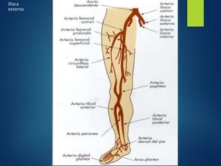 Ilíaca
externa
Ilíaca Externa y
FEMORALES
 