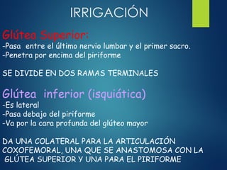 Glútea Superior:
-Pasa entre el último nervio lumbar y el primer sacro.
-Penetra por encima del piriforme
SE DIVIDE EN DOS RAMAS TERMINALES
Glútea inferior (isquiática)
-Es lateral
-Pasa debajo del piriforme
-Va por la cara profunda del glúteo mayor
DA UNA COLATERAL PARA LA ARTICULACIÓN
COXOFEMORAL, UNA QUE SE ANASTOMOSA CON LA
GLÚTEA SUPERIOR Y UNA PARA EL PIRIFORME
IRRIGACIÓN
 