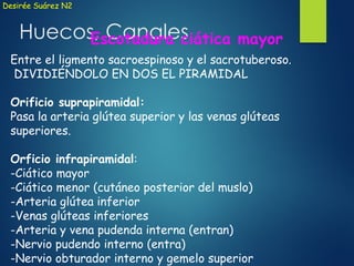 Huecos, Canales
Desirée Suárez N2
Escotadura ciática mayor
Entre el ligmento sacroespinoso y el sacrotuberoso.
DIVIDIÉNDOLO EN DOS EL PIRAMIDAL
Orificio suprapiramidal:
Pasa la arteria glútea superior y las venas glúteas
superiores.
Orficio infrapiramidal:
-Ciático mayor
-Ciático menor (cutáneo posterior del muslo)
-Arteria glútea inferior
-Venas glúteas inferiores
-Arteria y vena pudenda interna (entran)
-Nervio pudendo interno (entra)
-Nervio obturador interno y gemelo superior
 