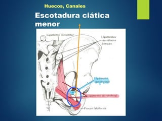 Huecos, Canales
Escotadura ciática
menor
 