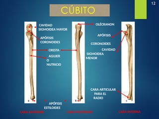 12
CÚBITO
CARA ANTERIOR CARA POSTERIOR CARA INTERNA
APÓFISIS
CORONOIDES
CAVIDAD
SIGMOIDEA MAYOR
CRESTA
AGUJER
O
NUTRICIO
CARA ARTICULAR
PARA EL
RADIO
APÓFISIS
ESTILOIDES
OLÉCRANON
CAVIDAD
SIGMOIDEA
MENOR
APÓFISIS
CORONOIDES
 