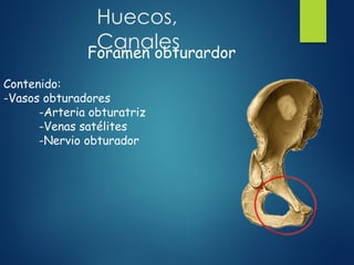 Huecos,
Canales
Foramen obturardor
Contenido:
-Vasos obturadores
-Arteria obturatriz
-Venas satélites
-Nervio obturador
 