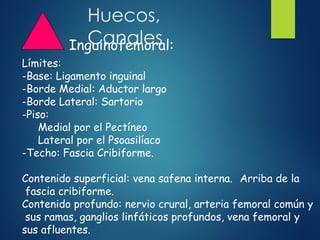 Huecos,
Canales
Inguinofemoral:
Límites:
-Base: Ligamento inguinal
-Borde Medial: Aductor largo
-Borde Lateral: Sartorio
-Piso:
Medial por el Pectíneo
Lateral por el Psoasilíaco
-Techo: Fascia Cribiforme.
Contenido superficial: vena safena interna. Arriba de la
fascia cribiforme.
Contenido profundo: nervio crural, arteria femoral común y
sus ramas, ganglios linfáticos profundos, vena femoral y
sus afluentes.
 