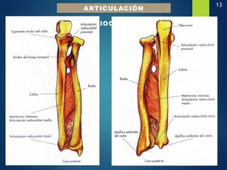 13
ARTICULACIÓN
RADIOCUBITAL
 