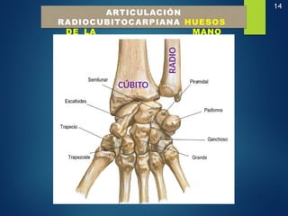 14
ARTICULACIÓN
RADIOCUBITOCARPIANA HUESOS
DE LA MANO
CÚBITO
RADIO
 