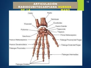 15
ARTICULACIÓN
RADIOCUBITOCARPIANA HUESOS
DE LA MANO
 