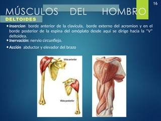 16
MÚSCULOS DEL HOMBRO
DELTOIDES
•Insercion: borde anterior de la clavícula, borde externo del acromion y en el
borde posterior de la espina del omóplato desde aquí se dirige hacia la “V”
deltoidea.
•Inervación: nervio circunflejo.
•Acción: abductor y elevador del brazo
 