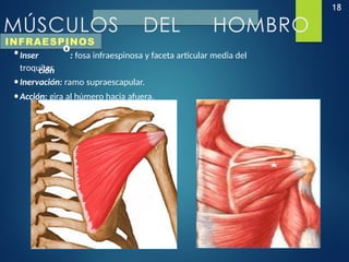 18
MÚSCULOS DEL HOMBRO
INFRAESPINOS
•Inser
O
: fosa infraespinosa y faceta articular media del
troquíter.
ción
•Inervación: ramo supraescapular.
•Acción: gira al húmero hacia afuera.
 