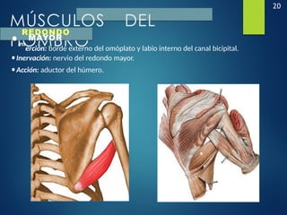 20
MÚSCULOS DEL
HOMBRO
REDONDO
•Ins
MAYOR
erción: borde externo del omóplato y labio interno del canal bicipital.
•Inervación: nervio del redondo mayor.
•Acción: aductor del húmero.
 