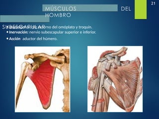 21
•Inserción: borde externo del omóplato y troquín.
•Inervación: nervio subescapular superior e inferior.
•Acción: aductor del húmero.
MÚSCULOS DEL
HOMBRO
SUBESCAPULAR
 