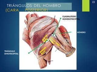 22
TRIÁNGULOS DEL HOMBRO
(CARA POSTERIOR)
Porción
Larga
Tríceps
Redondo
M
ayor
R
e
d
o
n
d
o
M
e
n
o
r
HÚMERO
CUADRILÁTERO
HÚMEROTRICIPITAL
TRIÁNGULO
OMOTRICIPITAL
 
