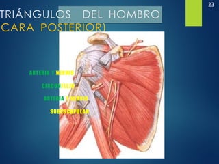23
TRIÁNGULOS DEL HOMBRO
(CARA POSTERIOR)
ARTERIA Y NERVIO
CIRCUNFLEJO
ARTERIA Y NERVIO
SUBESCAPULAR
 