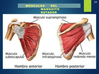 24
MÚSCULOS DEL
MANGUITO
ROTADOR
 