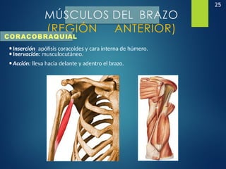 25
MÚSCULOS DEL BRAZO
(REGIÓN ANTERIOR)
•Inserción: apófisis coracoides y cara interna de húmero.
•Inervación: musculocutáneo.
•Acción: lleva hacia delante y adentro el brazo.
CORACOBRAQUIAL
 