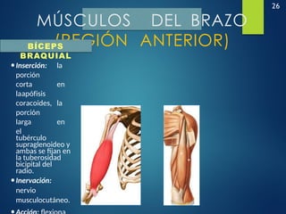 26
MÚSCULOS DEL BRAZO
(REGIÓN ANTERIOR)
BÍCEPS
BRAQUIAL
•Inserción: la
porción
corta en
laapófisis
coracoides, la
porción
larga en
el
tubérculo
supraglenoideo y
ambas se fijan en
la tuberosidad
bicipital del
radio.
•Inervación:
nervio
musculocutáneo.
 