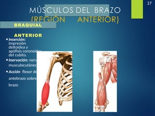 27
MÚSCULOS DEL BRAZO
(REGIÓN ANTERIOR)
BRAQUIAL
ANTERIOR
•Inserción:
impresión
deltoidea y
apófisis coronoides
del cubito.
•Inervación: nervio
musculocutáneo
•Acción: flexor del
antebrazo sobre el
brazo
 