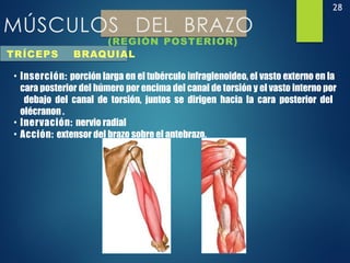 28
MÚSCULOS DEL BRAZO
(REGIÓN POSTERIOR)
TRÍCEPS BRAQUIAL
• Inserción: porción larga en el tubérculo infraglenoideo, el vasto externo en la
cara posterior del húmero por encima del canal de torsión y el vasto interno por
debajo del canal de torsión, juntos se dirigen hacia la cara posterior del
olécranon .
• Inervación: nervio radial
• Acción: extensor del brazo sobre el antebrazo.
 