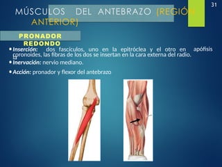 31
MÚSCULOS DEL ANTEBRAZO (REGIÓN
ANTERIOR)
•Inserción: dos fascículos, uno en la epitróclea y el otro en
la
apófisis
coronoides, las fibras de los dos se insertan en la cara externa del radio.
•Inervación: nervio mediano.
•Acción: pronador y flexor del antebrazo
PRONADOR
REDONDO
 