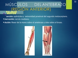 32
MÚSCULOS DEL ANTEBRAZO
(REGIÓN ANTERIOR)
PALMAR
•In
MAYOR
serción: epitróclea y extremidad proximal del segundo metacarpiano.
•Inervación: nervio mediano.
•Acción: flexor de la mano sobre el antebrazo y éste sobre el brazo.
 
