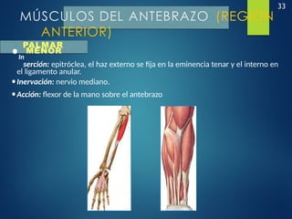 33
MÚSCULOS DEL ANTEBRAZO (REGIÓN
ANTERIOR)
PALMAR
•In
MENOR
serción: epitróclea, el haz externo se fija en la eminencia tenar y el interno en
el ligamento anular.
•Inervación: nervio mediano.
•Acción: flexor de la mano sobre el antebrazo
 