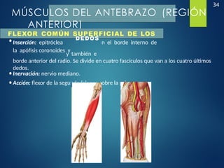 34
MÚSCULOS DEL ANTEBRAZO (REGIÓN
ANTERIOR)
FLEXOR COMÚN SUPERFICIAL DE LOS
•Inserción: epitróclea
DEDOS
n el borde interno de
la apófisis coronoides y
y también e
borde anterior del radio. Se divide en cuatro fascículos que van a los cuatro últimos
dedos.
•Inervación: nervio mediano.
•Acción: flexor de la segunda falange sobre la primera
 
