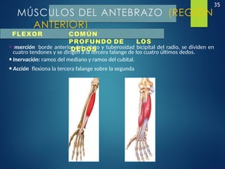 35
MÚSCULOS DEL ANTEBRAZO (REGIÓN
ANTERIOR)
•Inserción: borde anterior del cúbito y tuberosidad bicipital del radio, se dividen en
cuatro tendones y se dirigen a la tercera falange de los cuatro últimos dedos.
•Inervación: ramos del mediano y ramos del cubital.
•Acción: flexiona la tercera falange sobre la segunda
FLEXOR COMÚN
PROFUNDO DE LOS
DEDOS
 