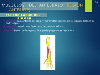 36
MÚSCULOS DEL ANTEBRAZO (REGIÓN
ANTERIOR)
•Inserción: cara anterior del radio y extremidad superior de la segunda falange del
dedo pulgar.
•Inervación: nervio interóseo, rama del nervio mediano.
•Acción: flexión de la segunda falange del pulgar sobre la primera.
FLEXOR LARGO DEL
PULGAR
 